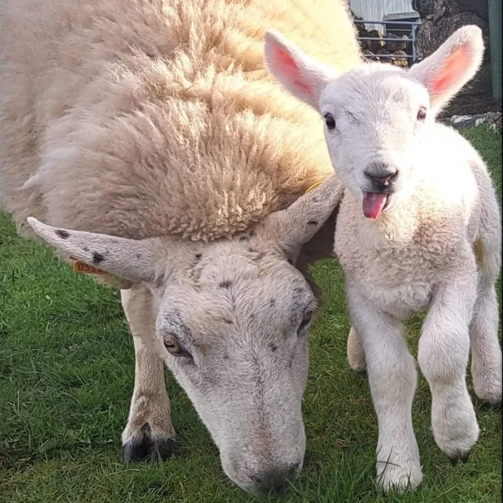 Two white farm animals stand together on grass, one with its tongue out.