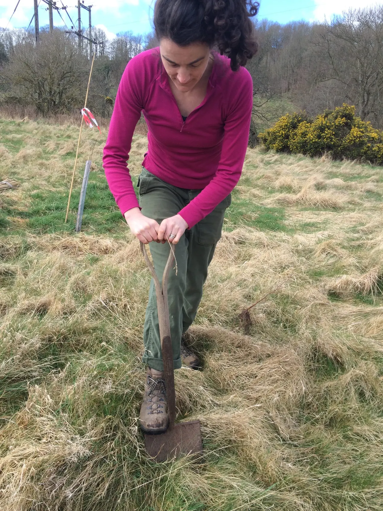 Woman digging with a spade in grassland with bare trees and yellow flowering shrubs in the background.