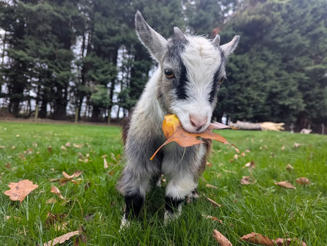 A pygmy goat with grey and white markings chewing an orange autumn leaf in a grassy field with trees behind.