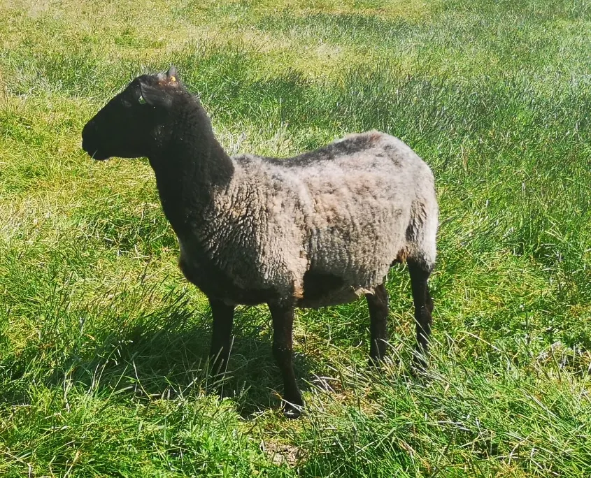 A sheep with black head and legs and grey fleece standing in a grassy field.