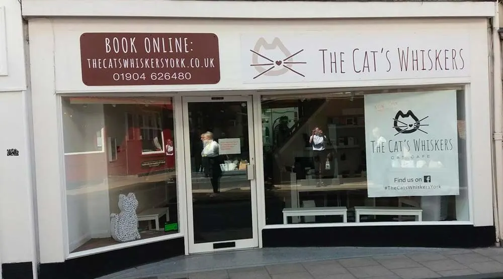 Storefront of The Cat's Whiskers cat café in York with window displays, entrance door, and signage showing booking details and social media information.