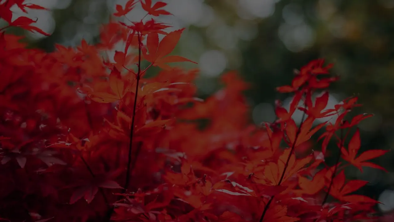 Close-up of bright red Japanese maple leaves with deeply cut foliage in autumn.