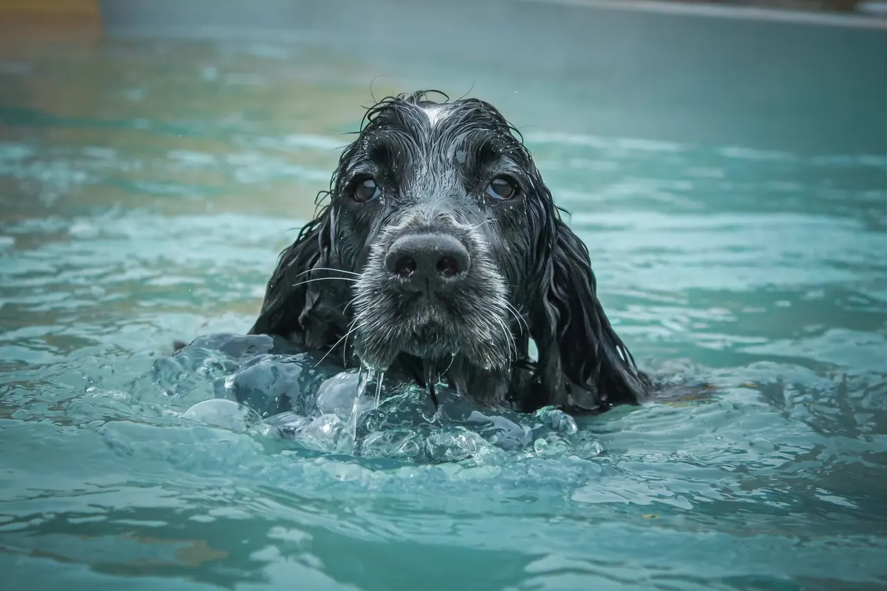 Black and white dog swimming in shallow turquoise sea water.