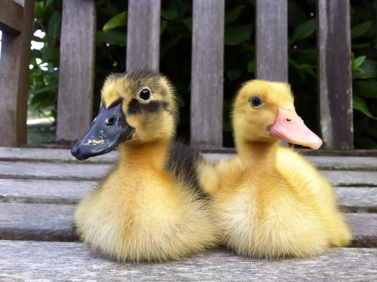 Two young ducklings sitting together on wooden decking against a fence.