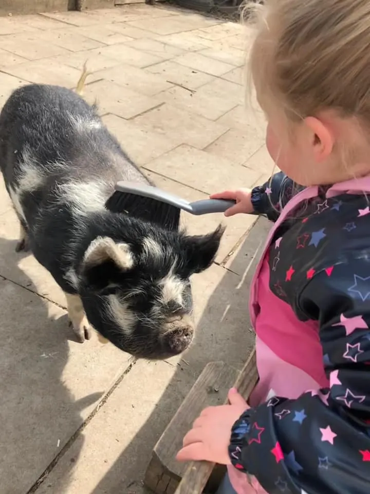 Child brushing a black and white pig on a paved outdoor area.