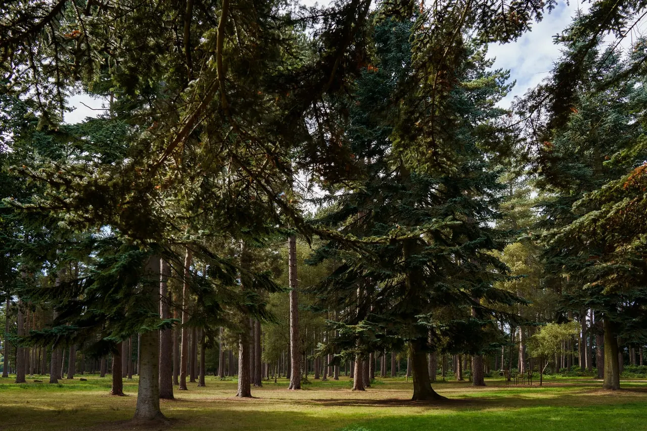 Tall trees with moss-covered branches creating a shaded canopy over a grassy forest clearing.
