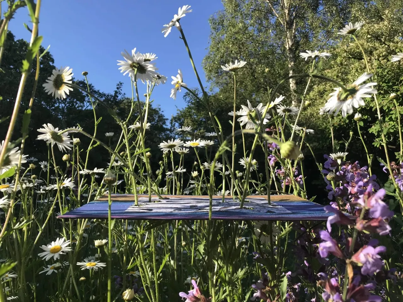 A blue bench surrounded by white daisies and purple flowers in a sunny garden with trees.