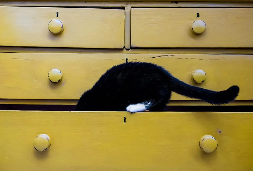 Black and white cat stretching through a gap in yellow wooden drawers.