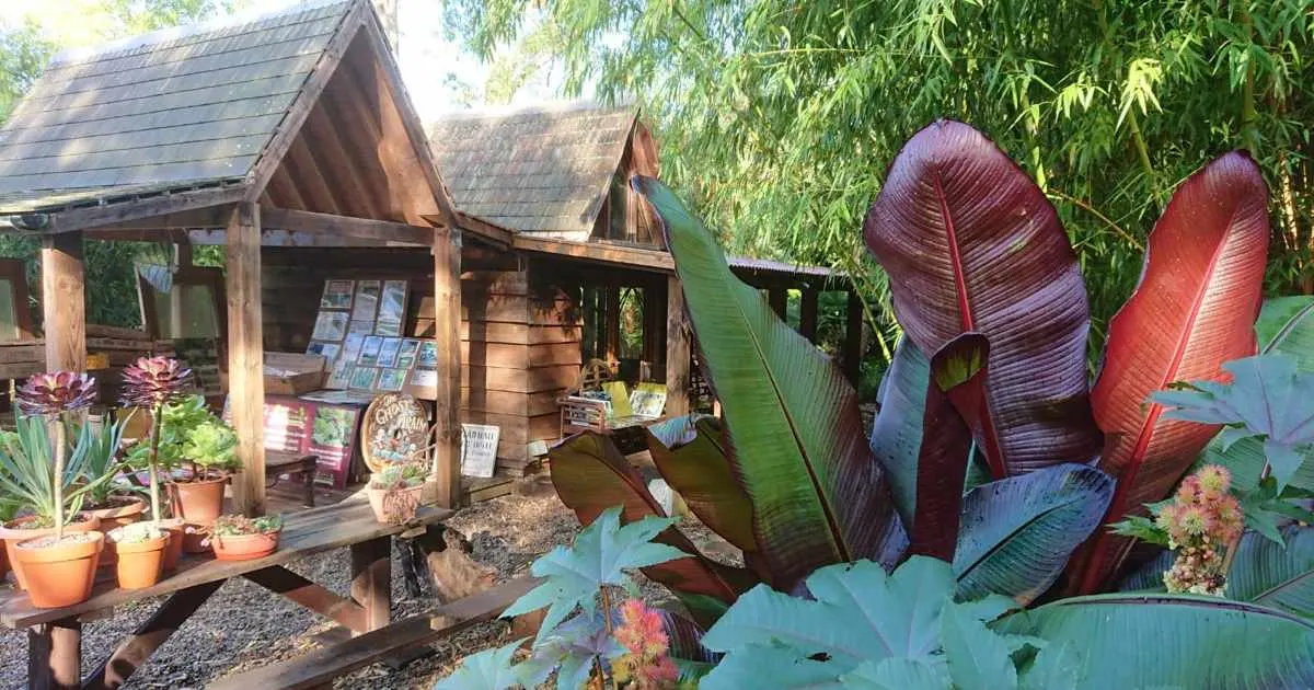 Wooden garden structures and tropical plants, including red and purple-leafed banana plants, surrounded by potted flowers and hanging willow trees.