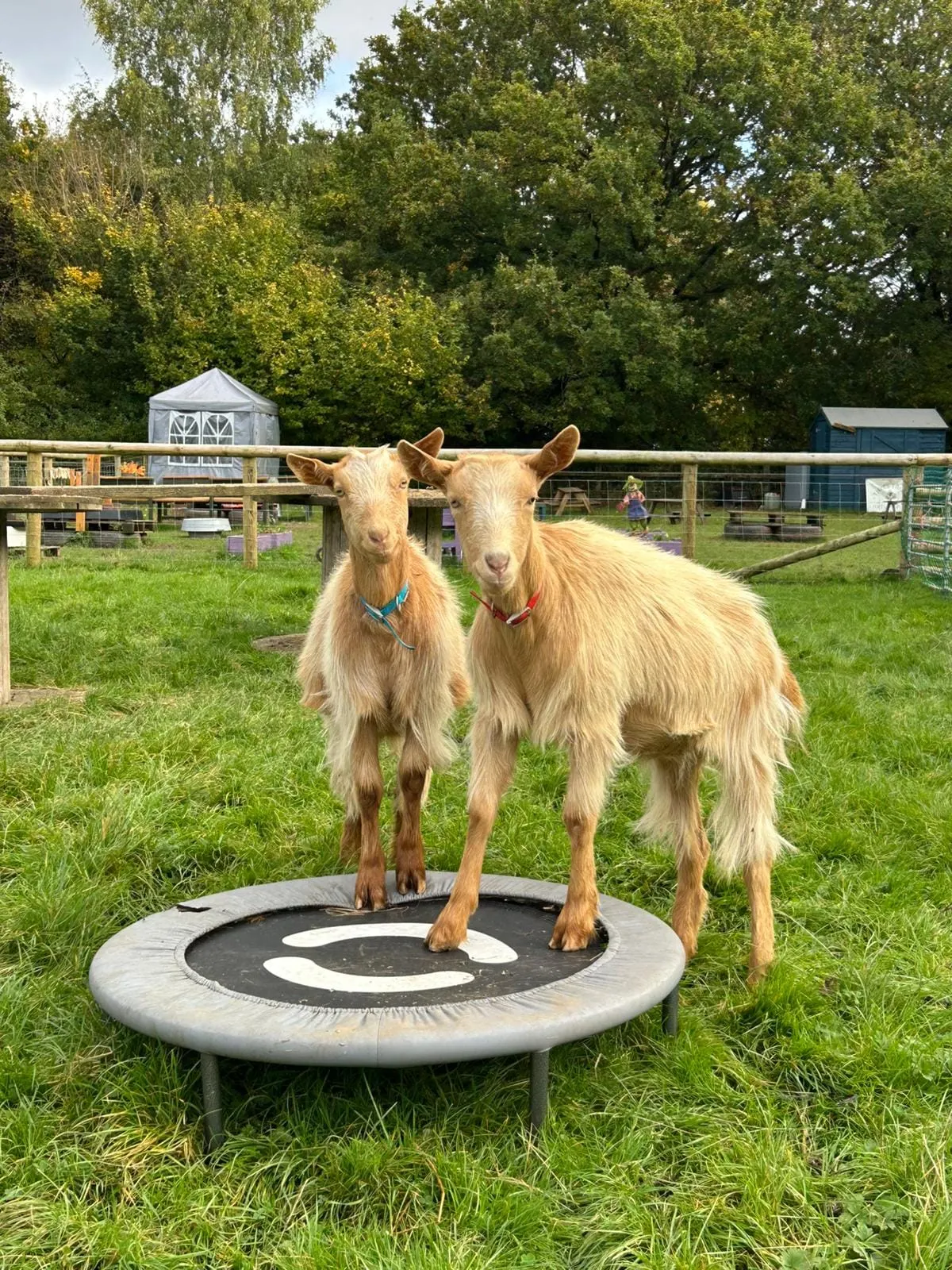 Two goats standing on a trampoline in a farm paddock with fenced enclosures and trees behind.