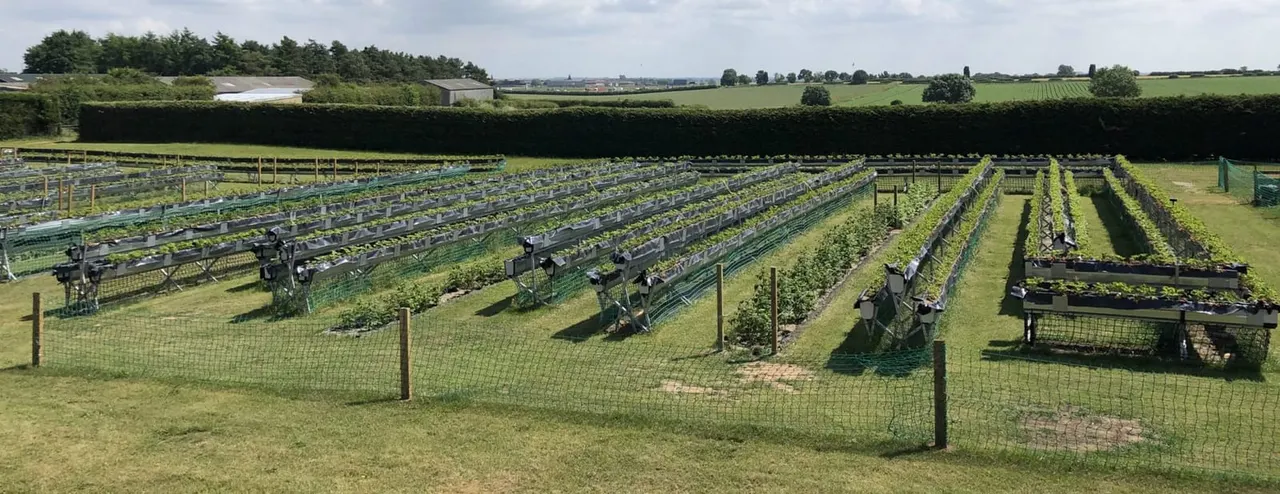 Multiple rows of fruit plants growing in raised beds across a flat agricultural field with hedges and farm buildings in the distance.