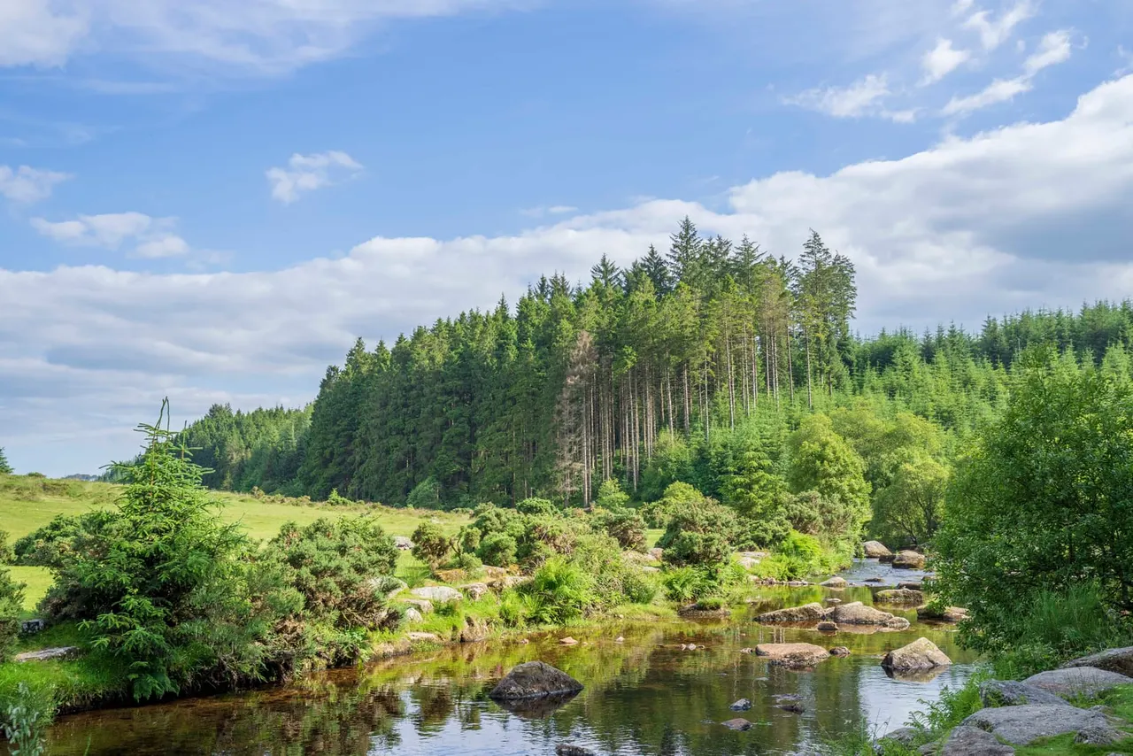 A shallow river winds through moorland with boulders, backed by dense coniferous woodland under blue sky with white clouds.