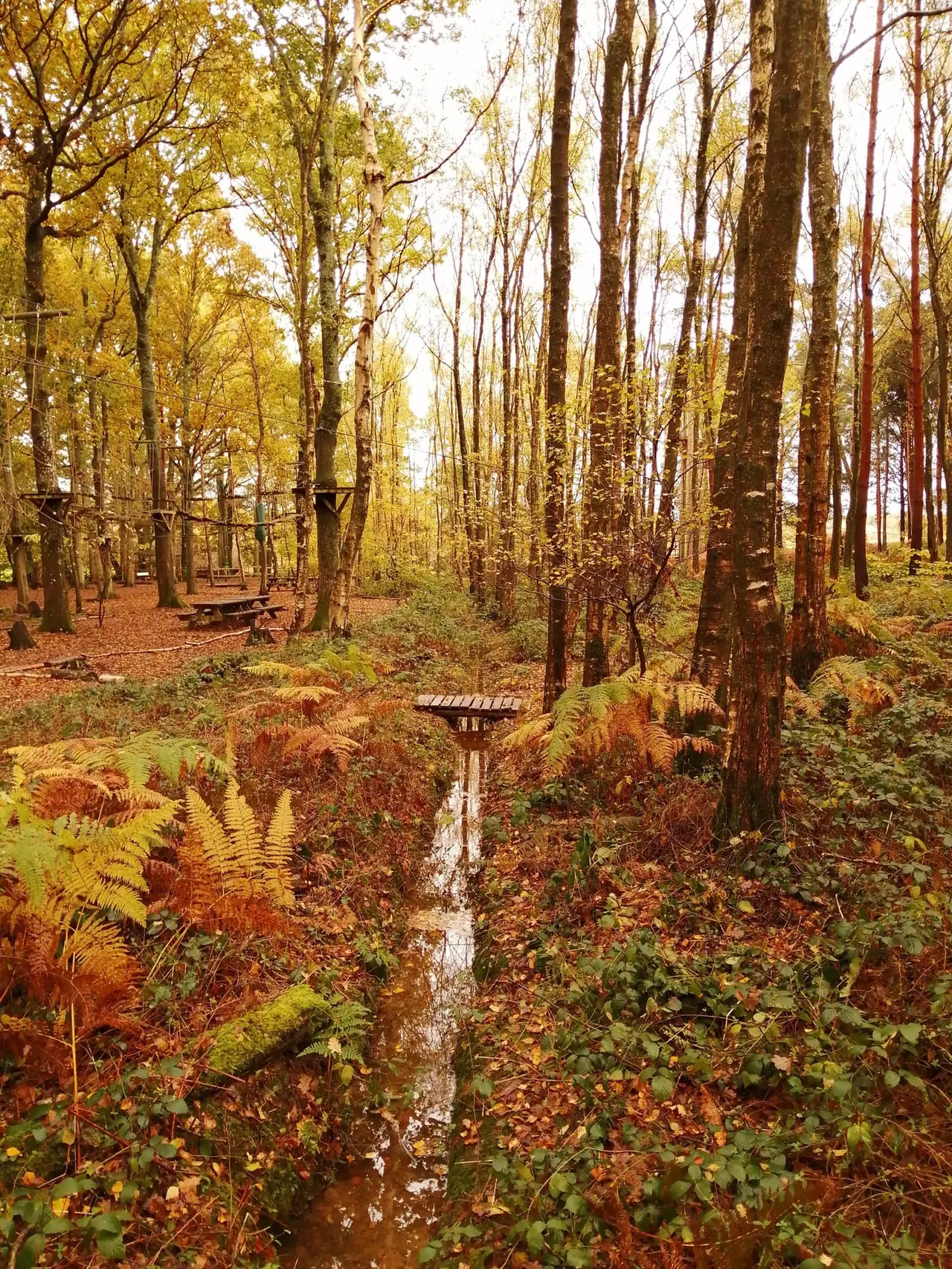 A woodland stream running through a forest of tall trees in autumn, with golden foliage, ferns, and undergrowth flanking the water, and a wooden bridge visible in the distance.