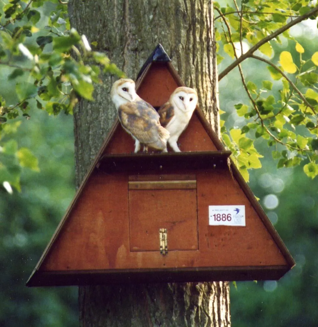 Two barn owls perched on a wooden nest box attached to a tree trunk, surrounded by green foliage.