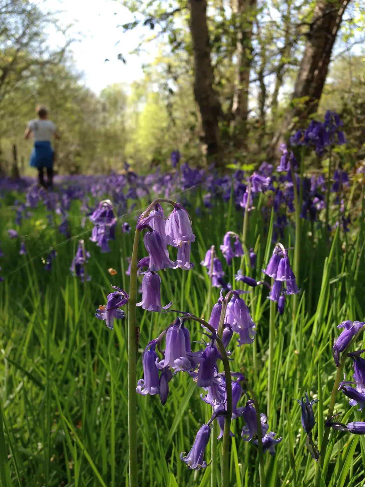 A visitor walks through a woodland carpeted with purple bluebells in spring bloom.