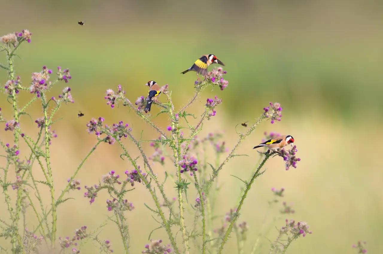 Three colourful birds perched on pink and purple flowering plants with insects flying nearby.
