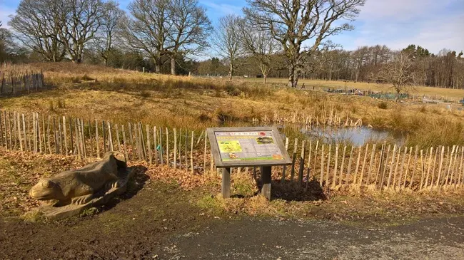 A wooden crocodile sculpture and information board overlook reed beds and wetland habitat in a country park.