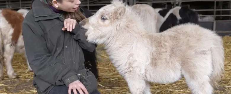 Child crouching beside a cream-coloured goat in a farm enclosure.