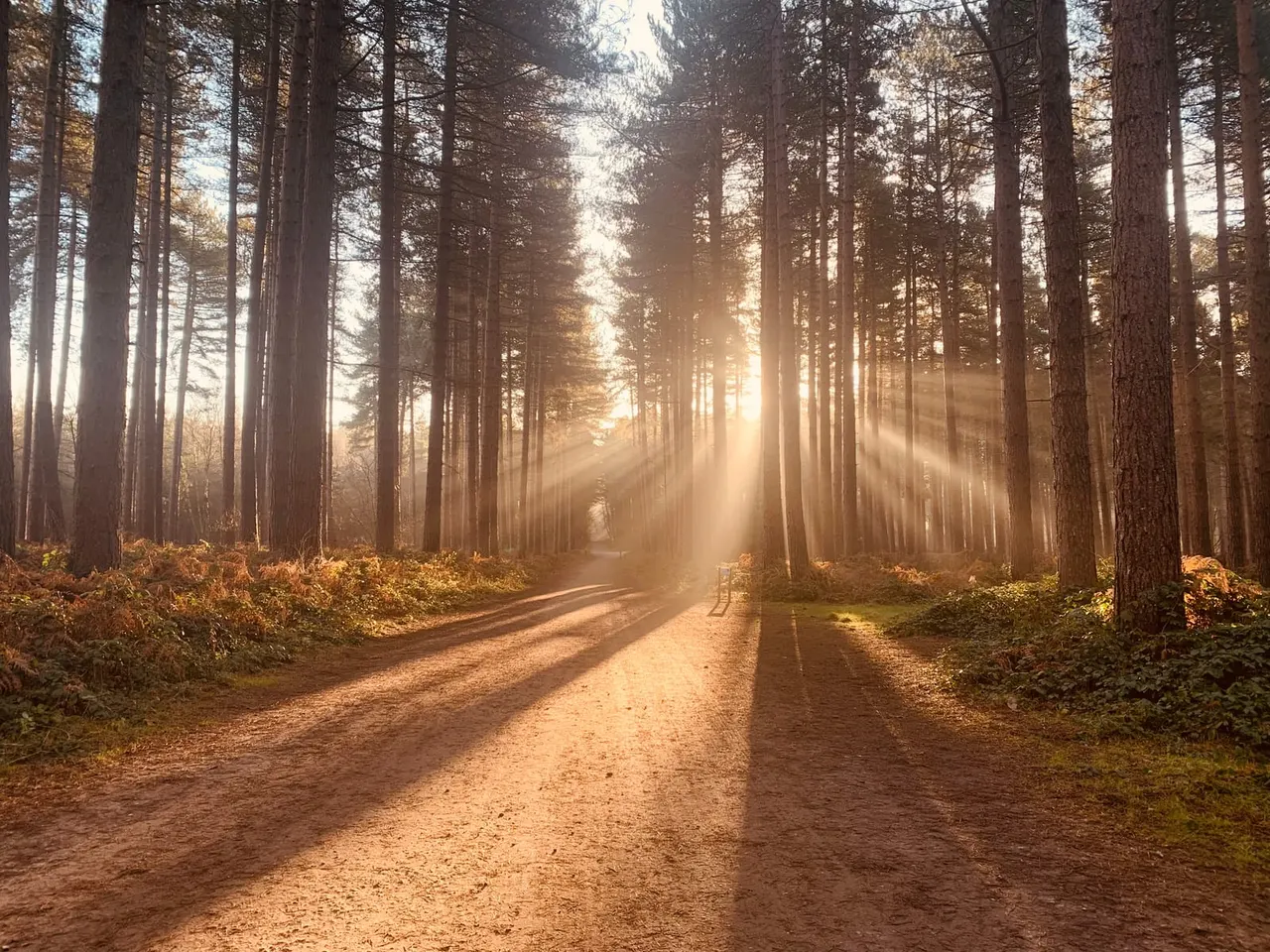 Sherwood Pines woodland