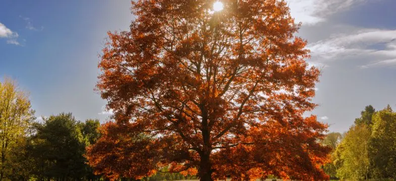 Large tree with vibrant copper-coloured autumn foliage surrounded by green woodland under blue sky.