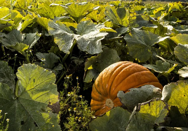 An orange pumpkin nestles among large green leaves in a sprawling pumpkin patch.