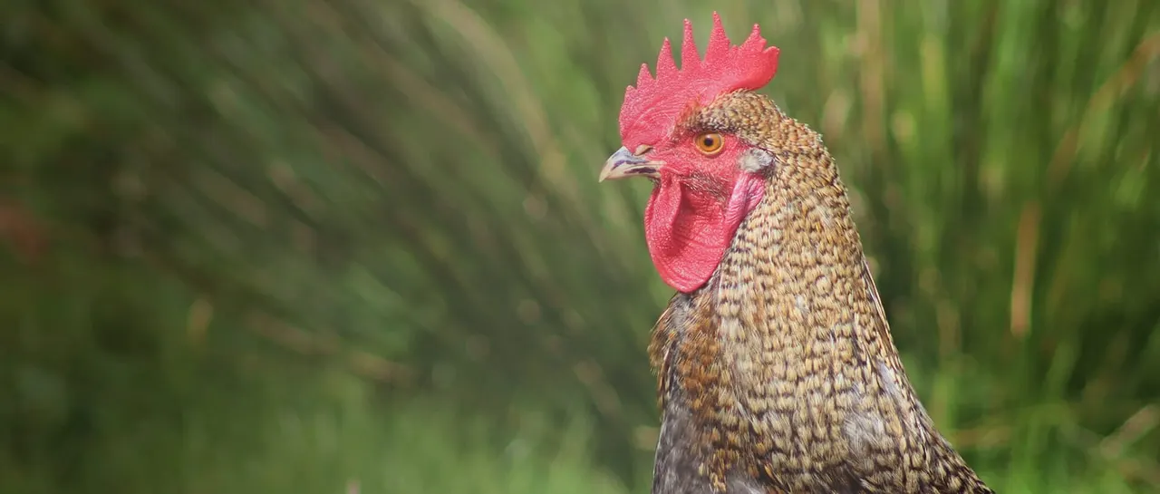 A hen with a bright pink comb and wattle stands against a blurred green background.