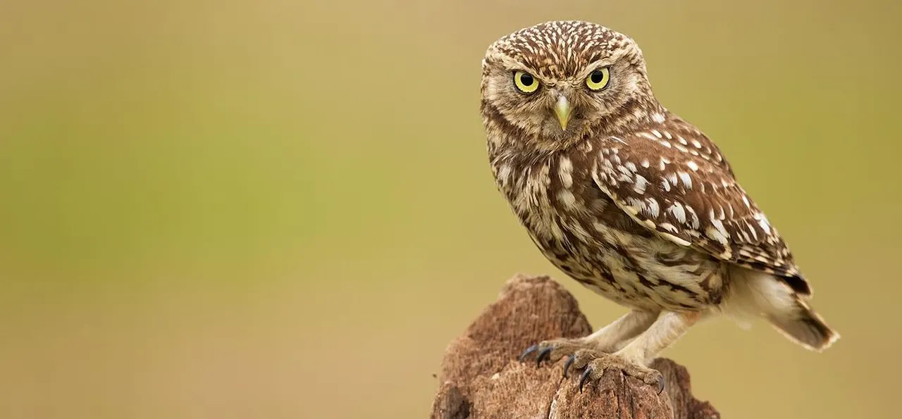 Small brown and white owl with yellow eyes perched on a wooden post against a pale background.