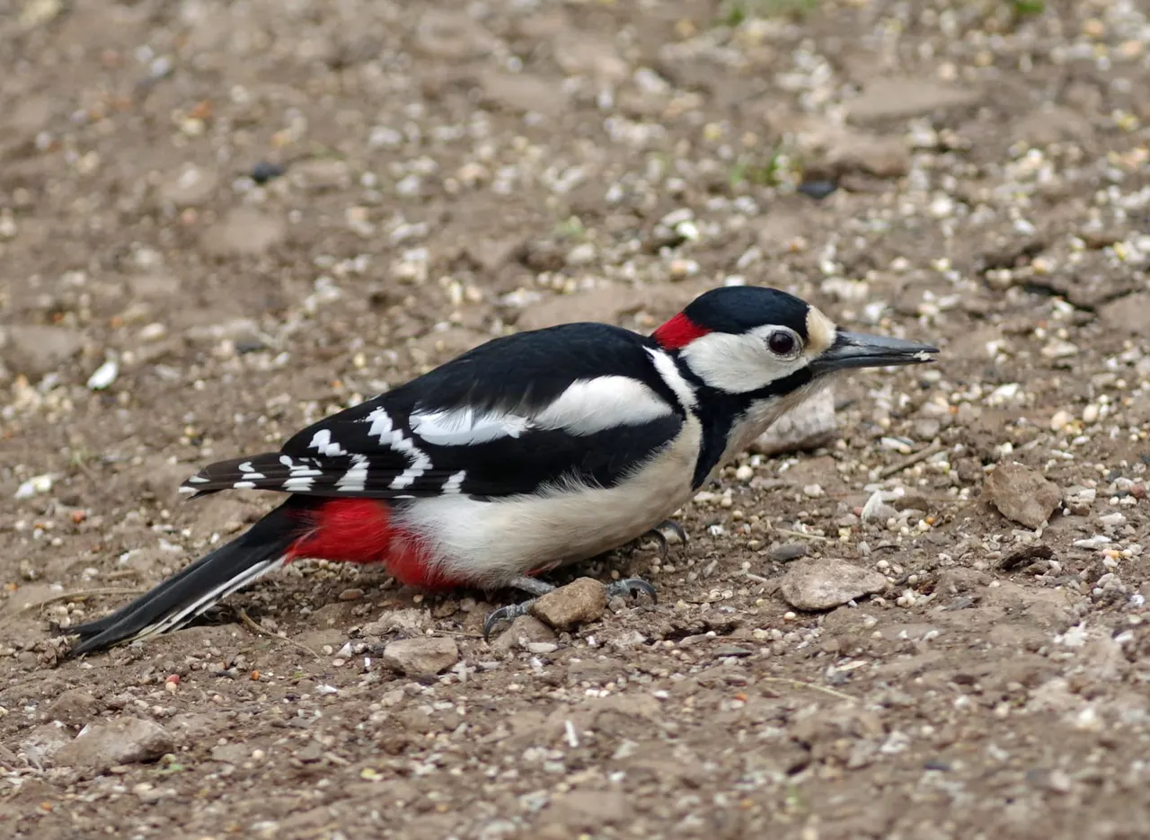 A large bird with black and white plumage, red patch and black head markings standing on stony ground.