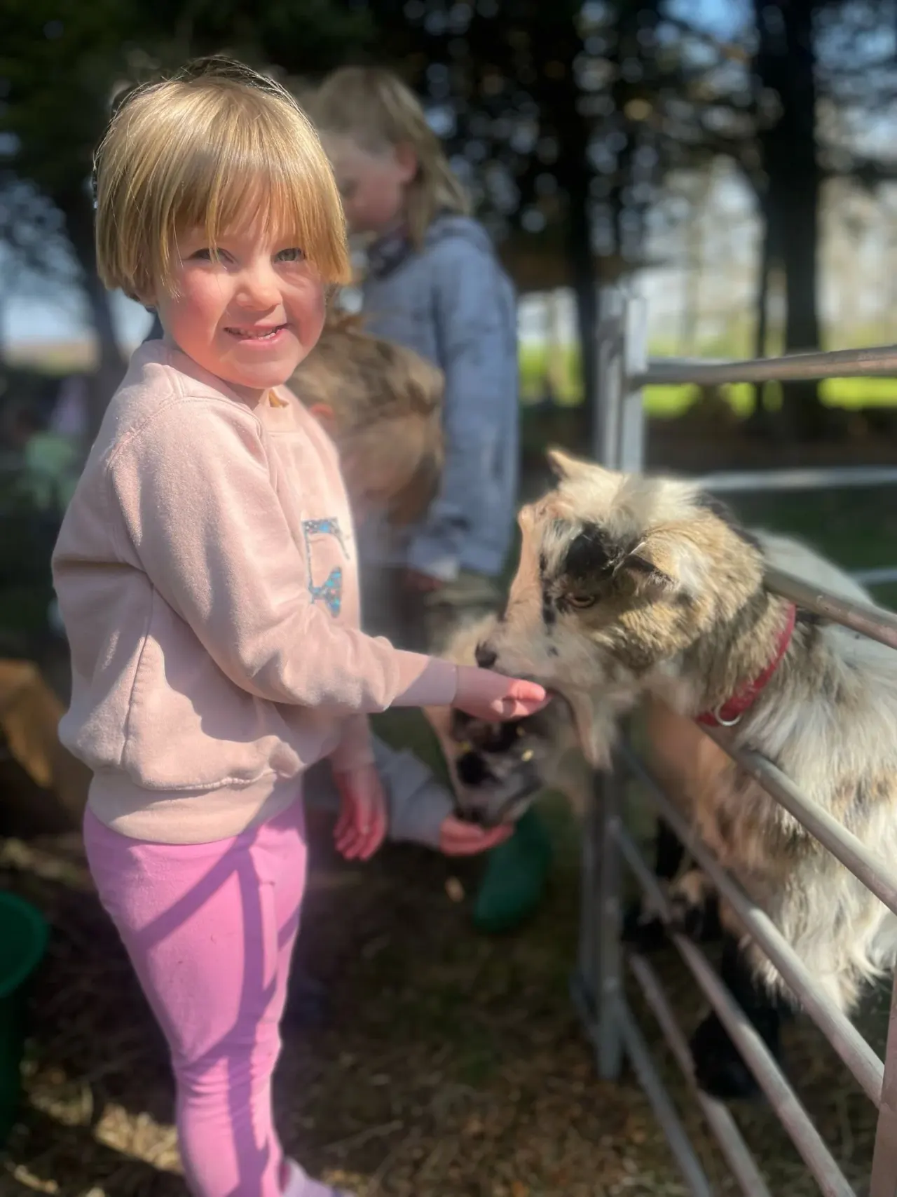 Young child in pink clothing petting a goat over a fence, with other visitors in the background.