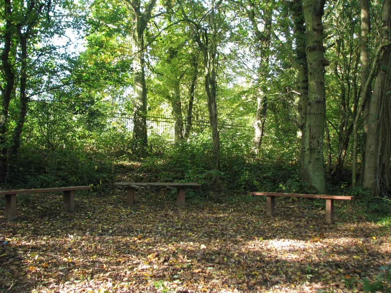 Wooden benches in a woodland clearing surrounded by tall trees and dense green foliage.