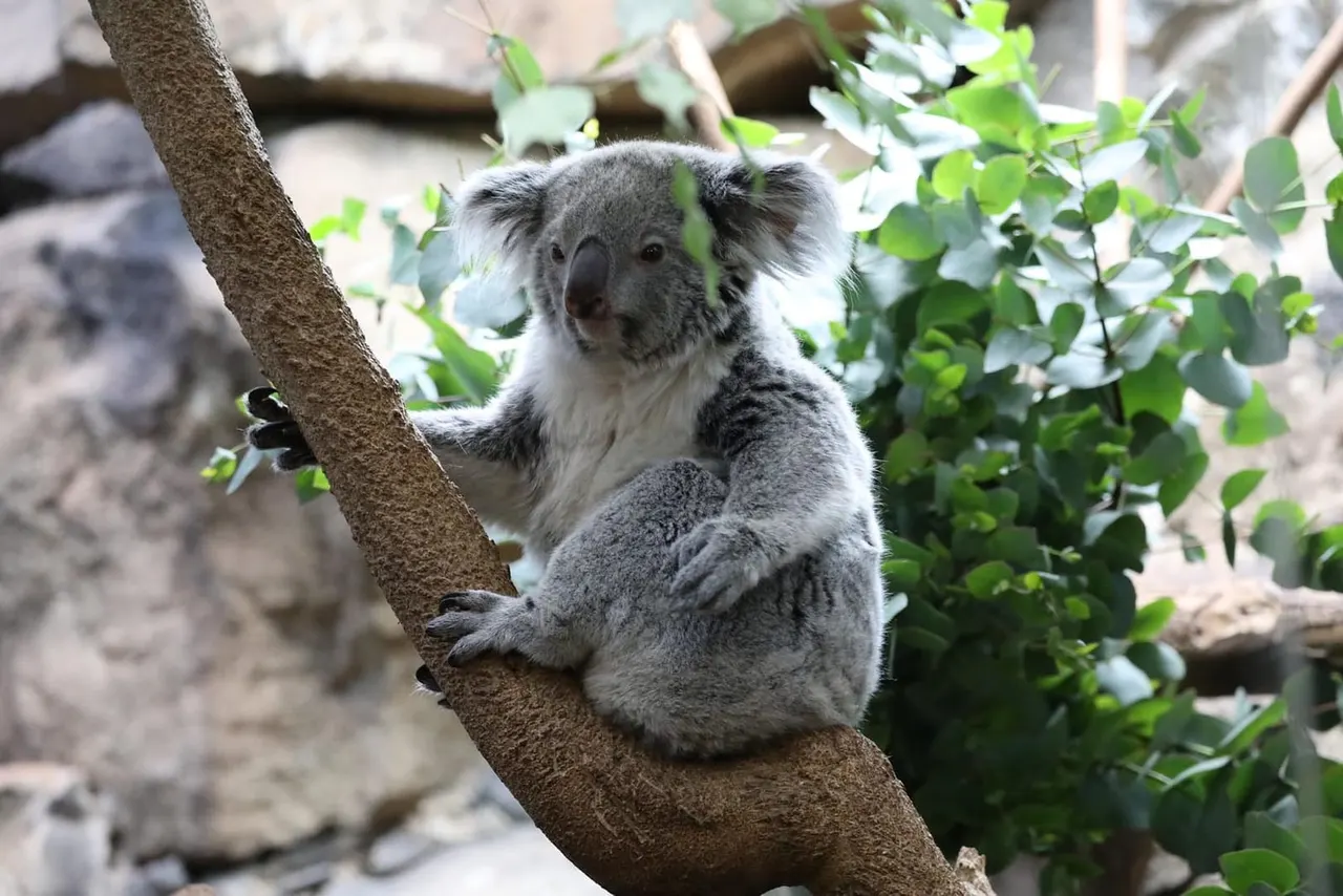 A koala clings to a tree branch surrounded by eucalyptus foliage in a zoo enclosure.