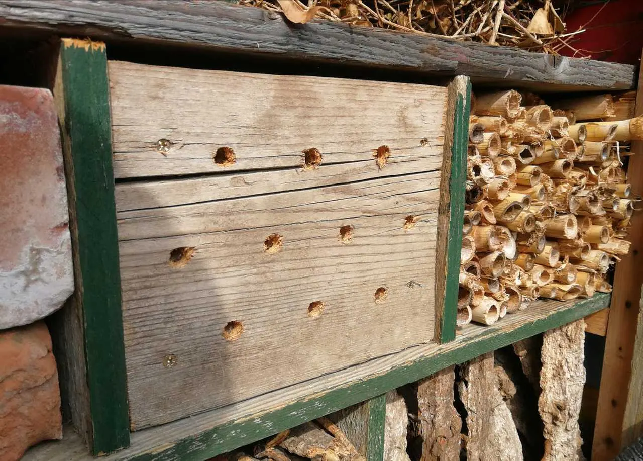 Wooden insect hotel with multiple entrance holes and bamboo tubes stacked inside for habitat.