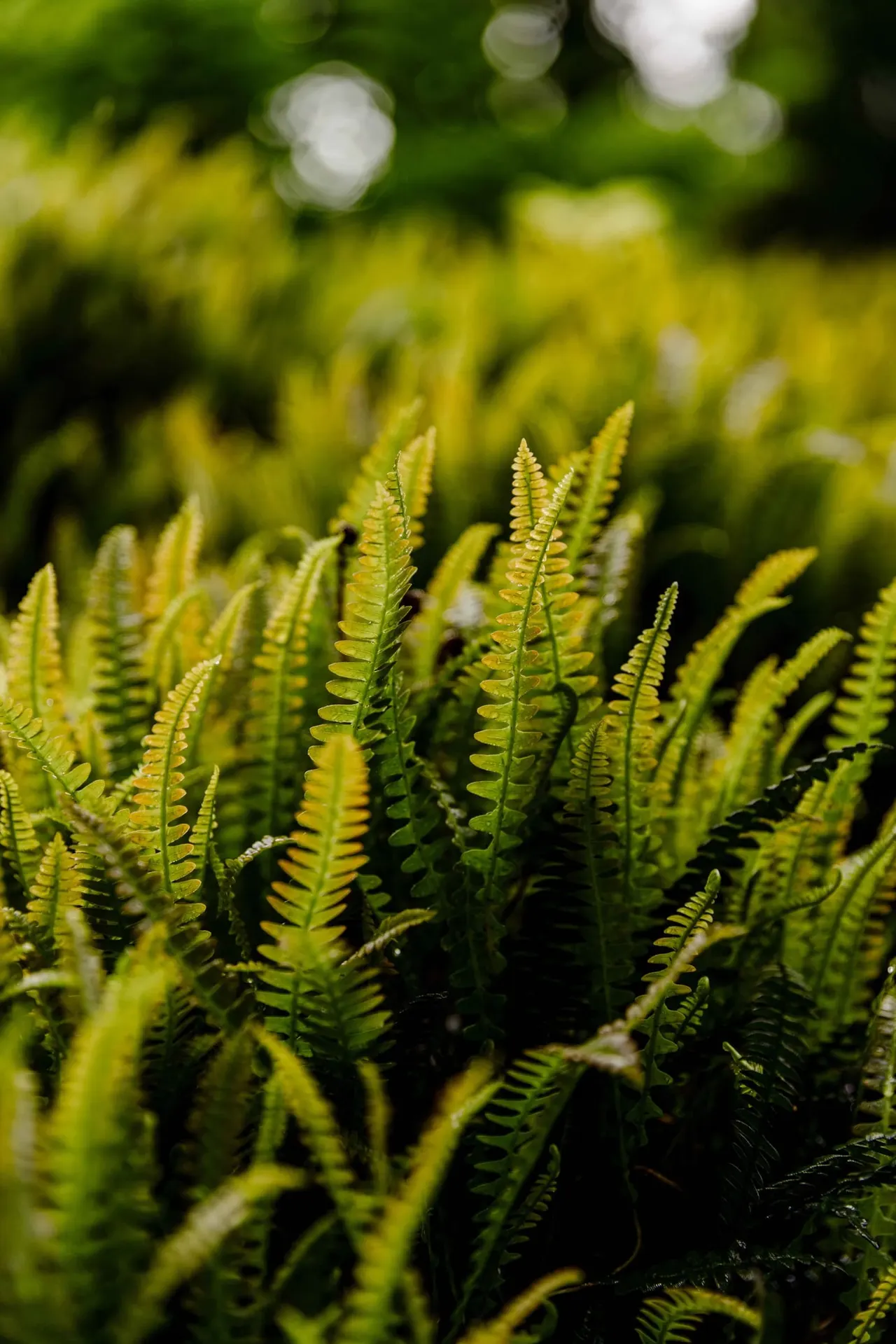Close-up of bright green fern fronds with blurred foliage and light in the background.