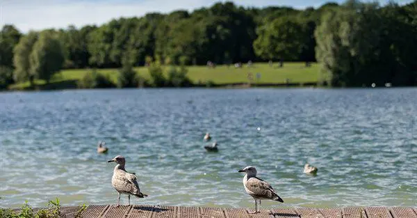 Two wading birds stand on a wooden jetty overlooking a lake with wooded banks.