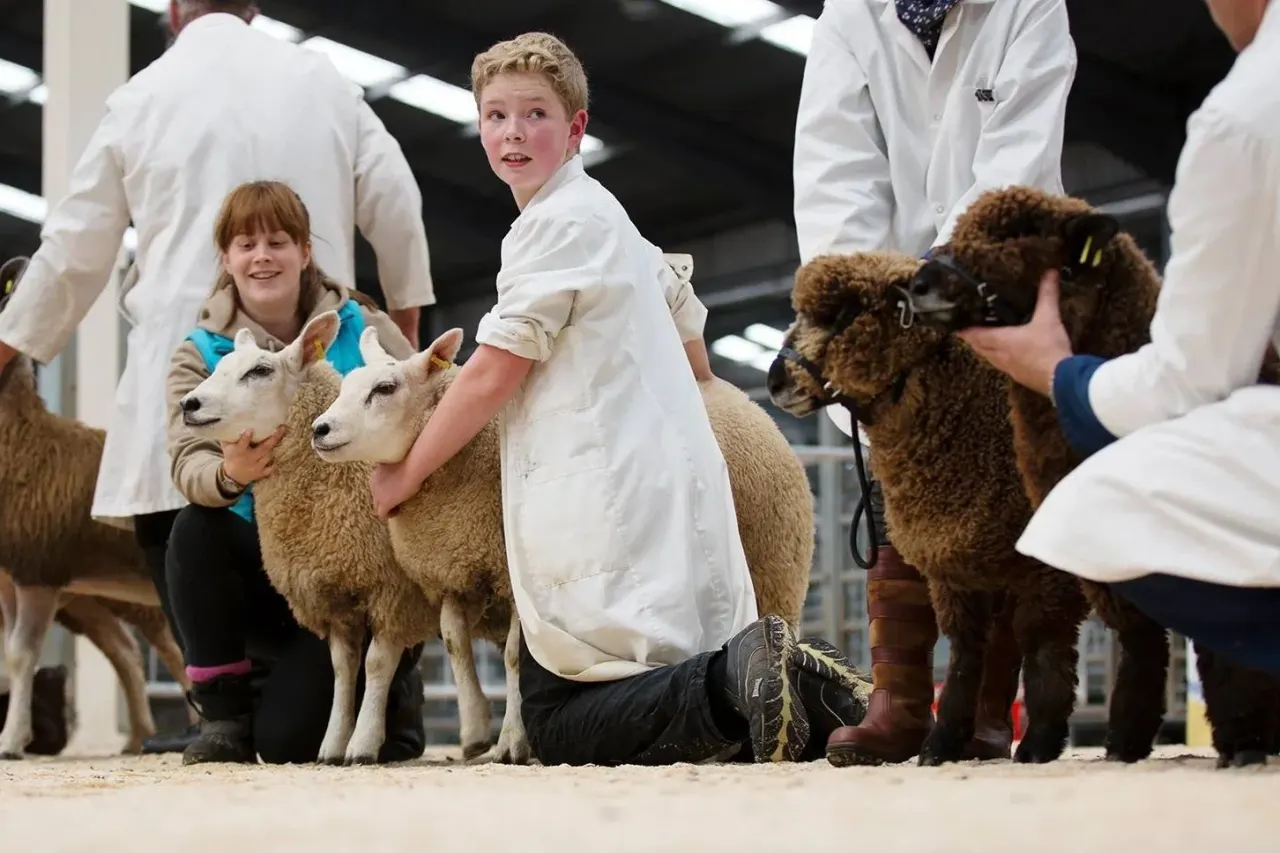 Children in white coats showing sheep and alpacas at an agricultural show or fair.