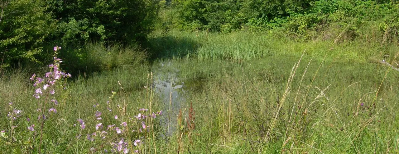 Wetland habitat with purple wildflowers, reeds and shallow water surrounded by trees.