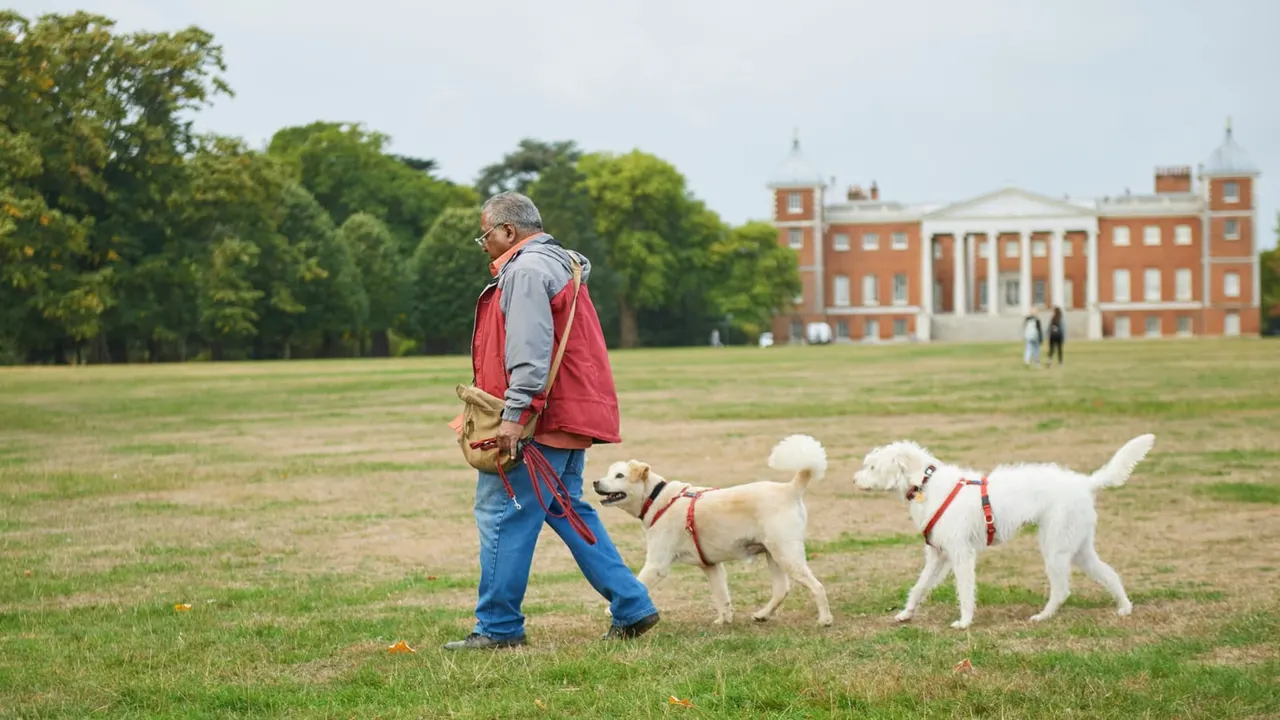 Man walking two dogs on a lead across parkland with a grand Georgian mansion in the background.