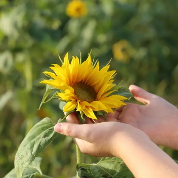 Child's hand holding a bright yellow sunflower in a sunflower field.