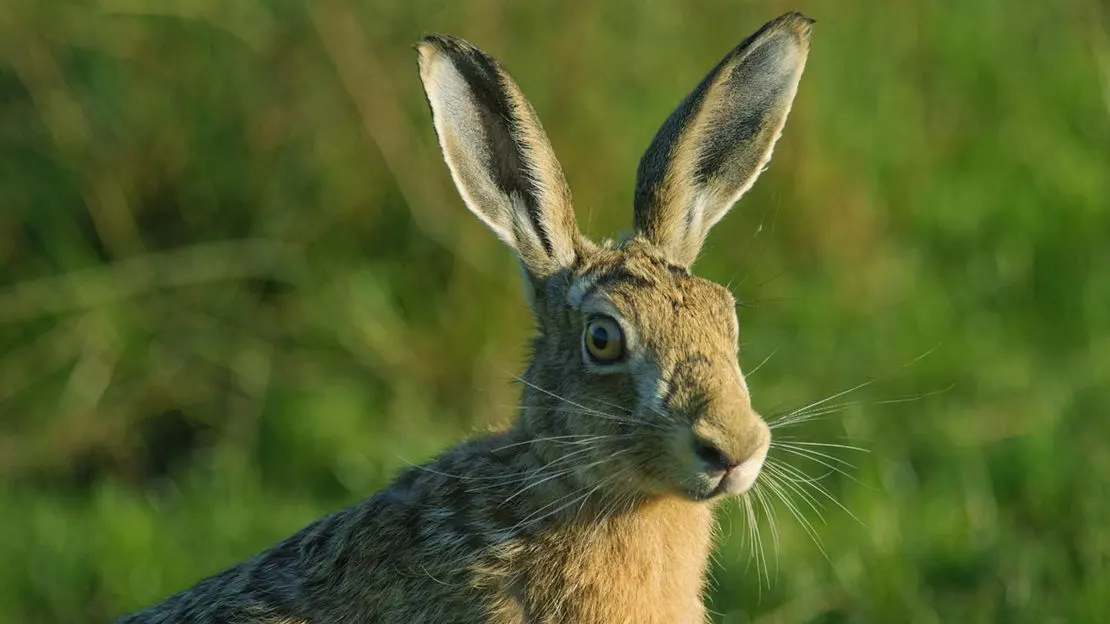 Brown hare with long ears alert in grassland, facing the camera.