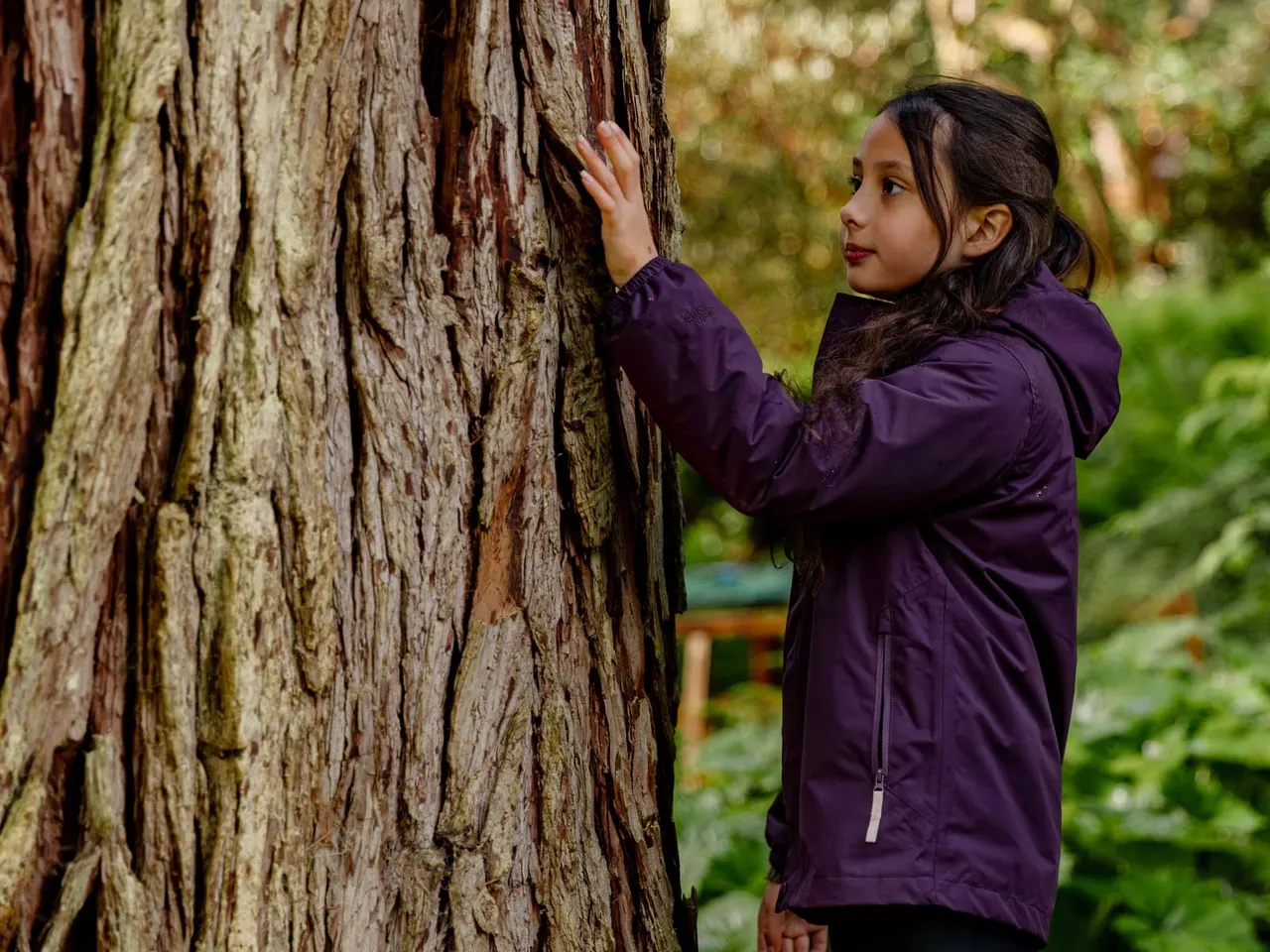 A young child in a purple jacket touches the textured bark of a large tree in a green garden setting.