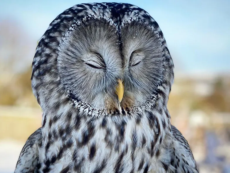 Close-up of a grey and white owl's head facing directly towards the camera with eyes closed.