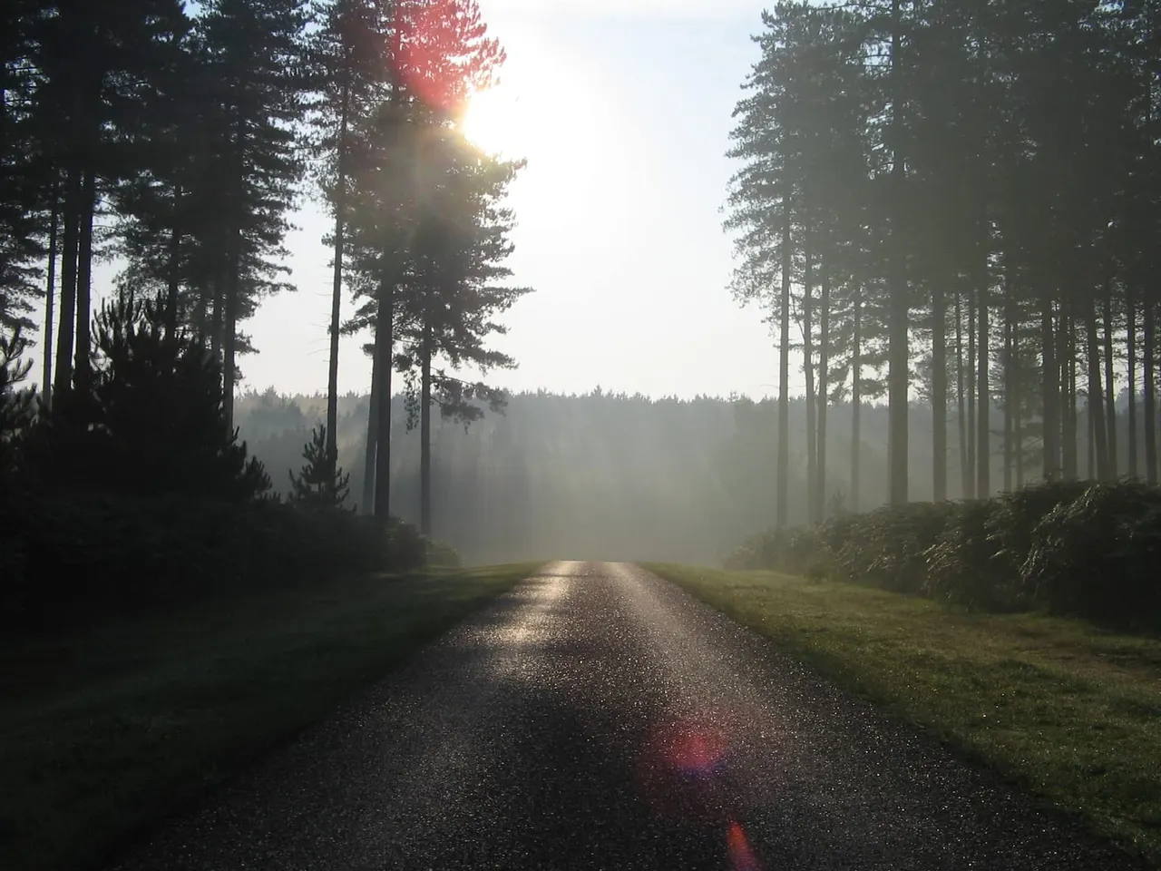 Straight forest road lined with tall pine trees at sunrise with mist and sunlight filtering through.