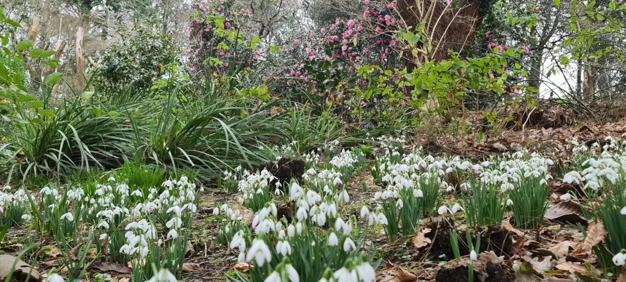 Woodland garden bed with white snowdrops in foreground, pink flowering shrubs and trees behind.