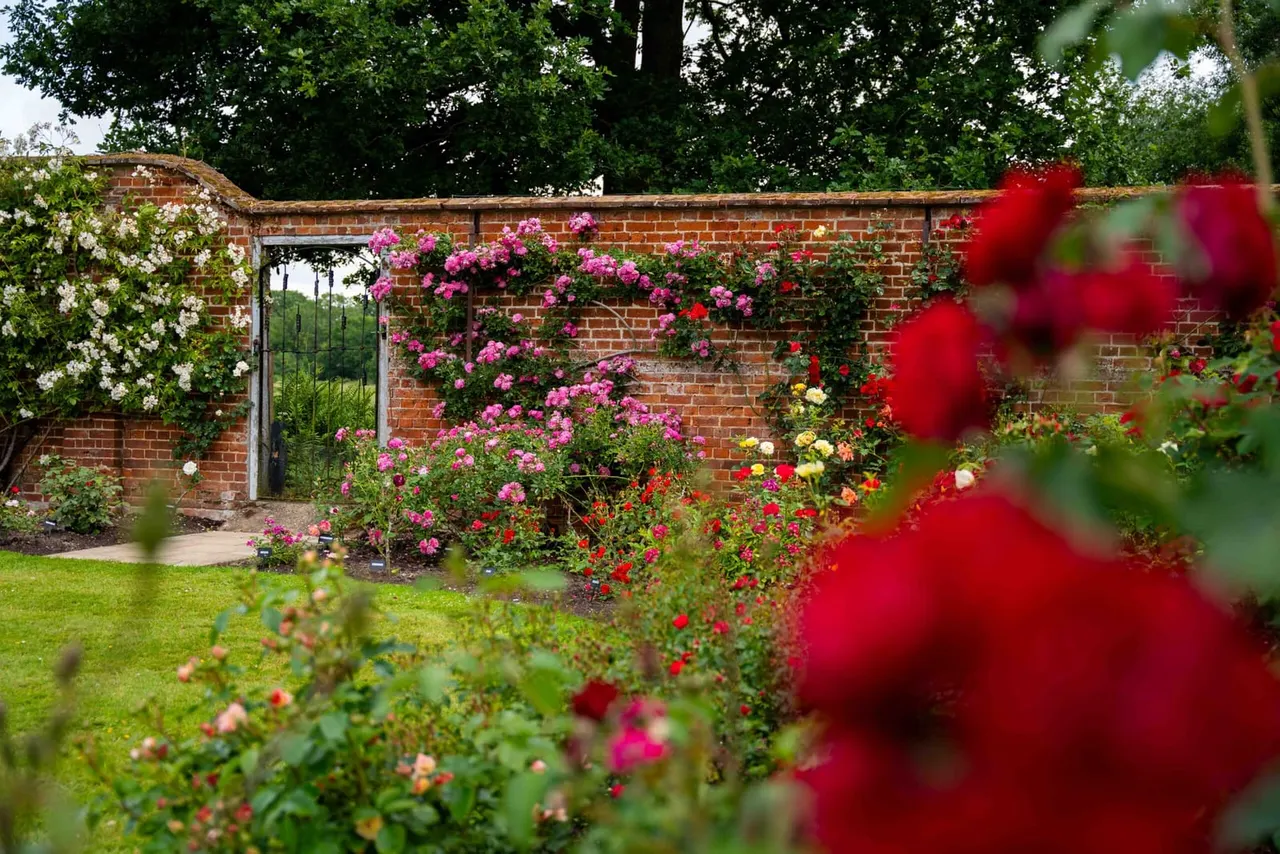 A walled garden with blooming roses in pink, red and white climbing and growing against a brick building with a green door, surrounded by lawns and trees.