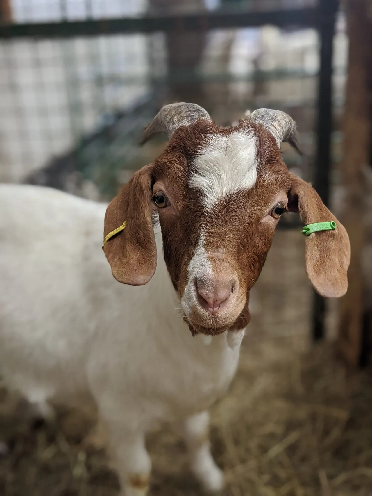 Brown and white goat with coloured ear tags looking directly at camera in a farm enclosure.