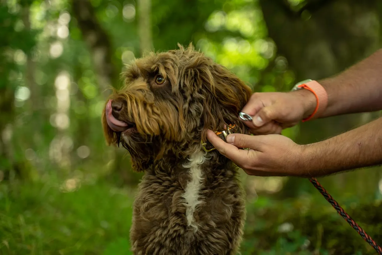 Person petting a brown and white dog on a lead in a woodland setting with green foliage behind.