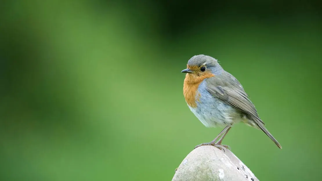 A small bird with grey-blue upper parts and orange-red breast perched on a stone post against green background.