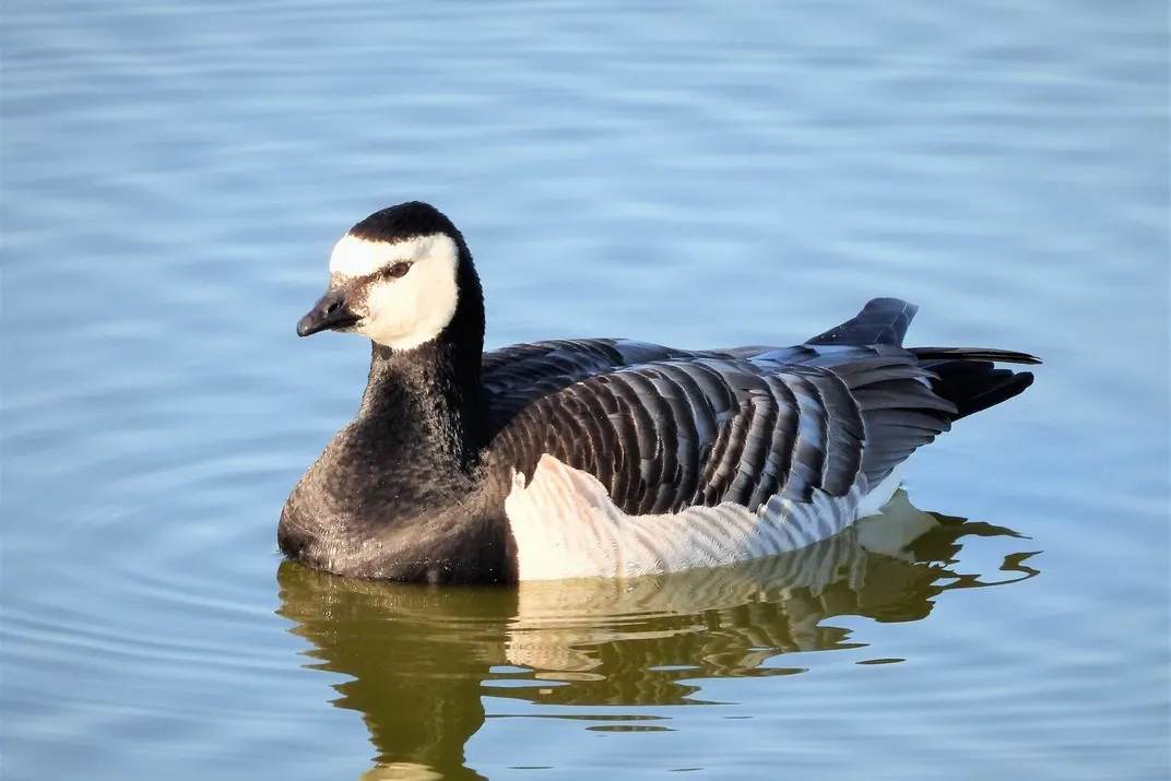A Canada goose swimming on calm blue water.
