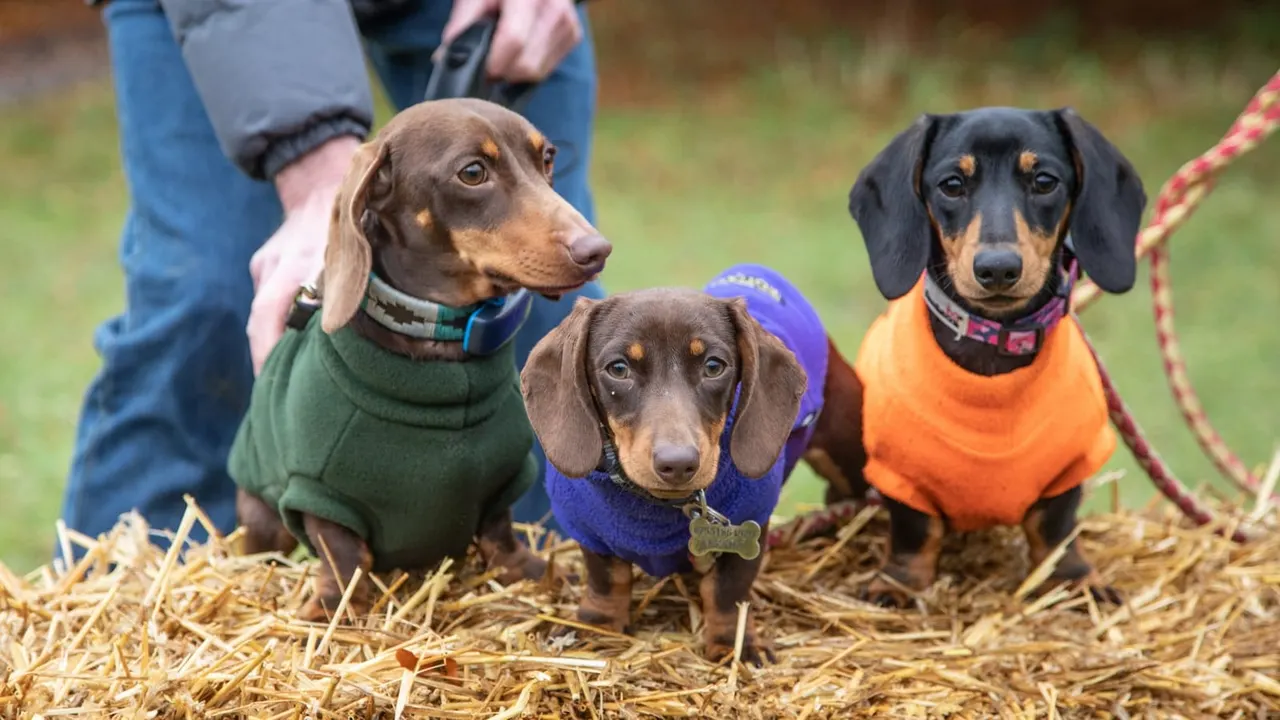 Three dachshunds in coloured coats stand on straw with handlers on a grass field.