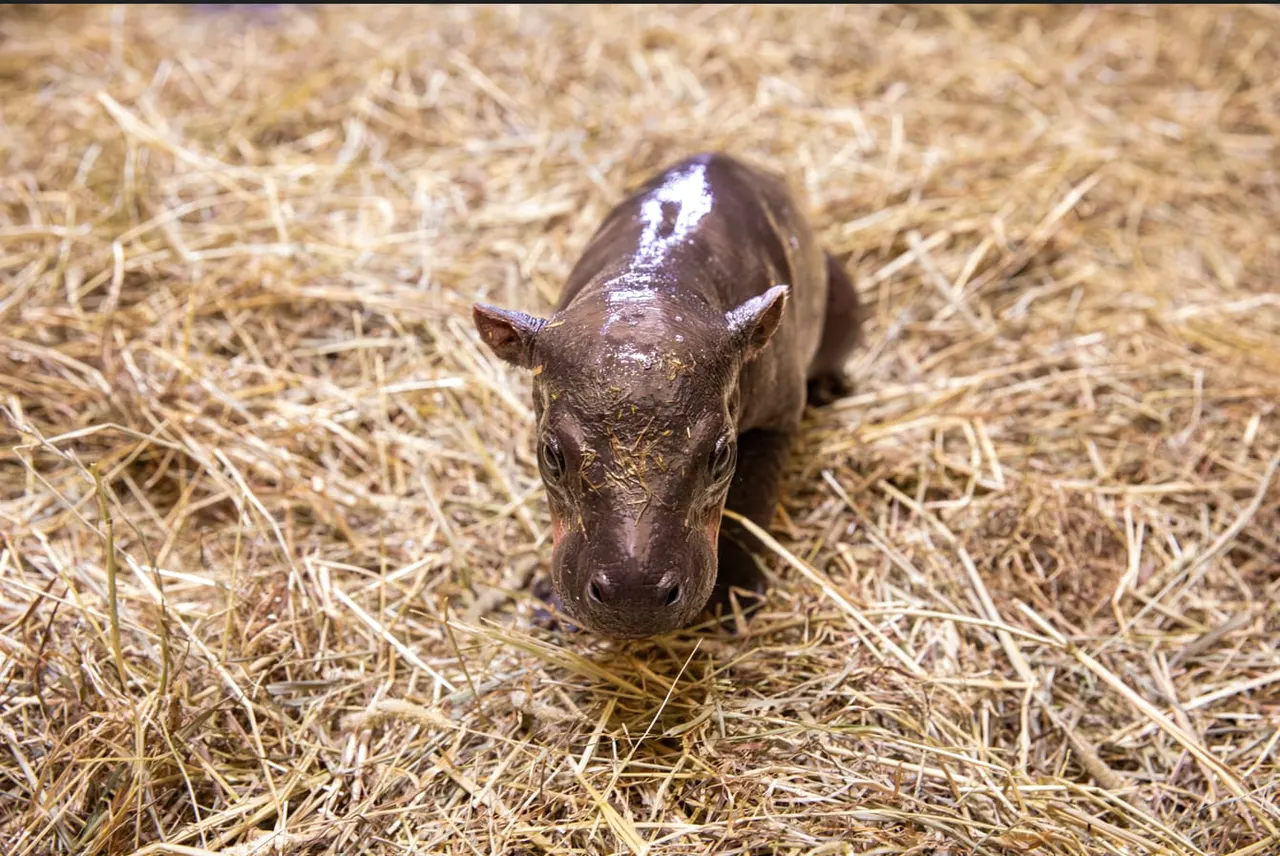 Edinburgh Zoo